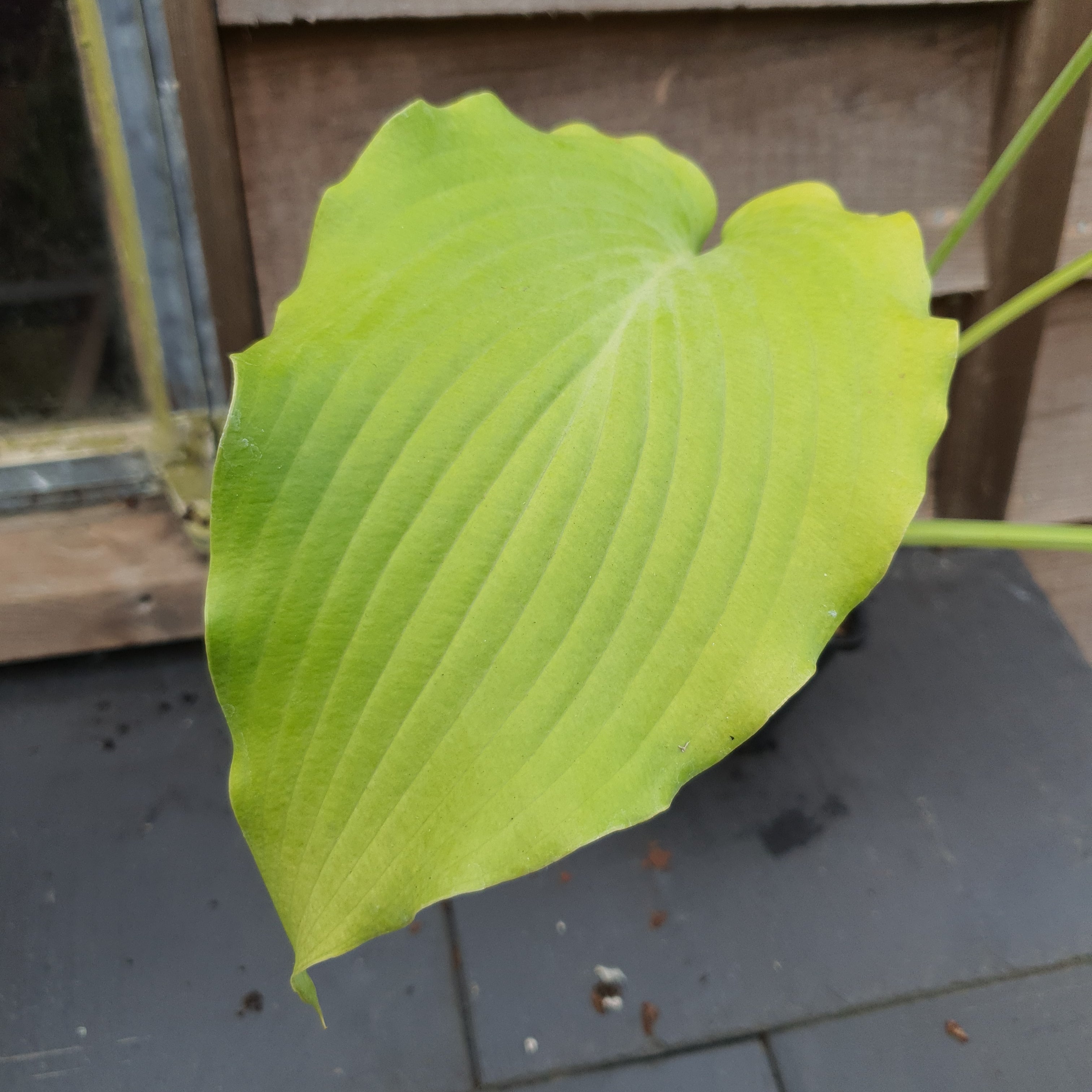 Hosta 'Flemish Gold' - New Forest Hostas & Hemerocallis