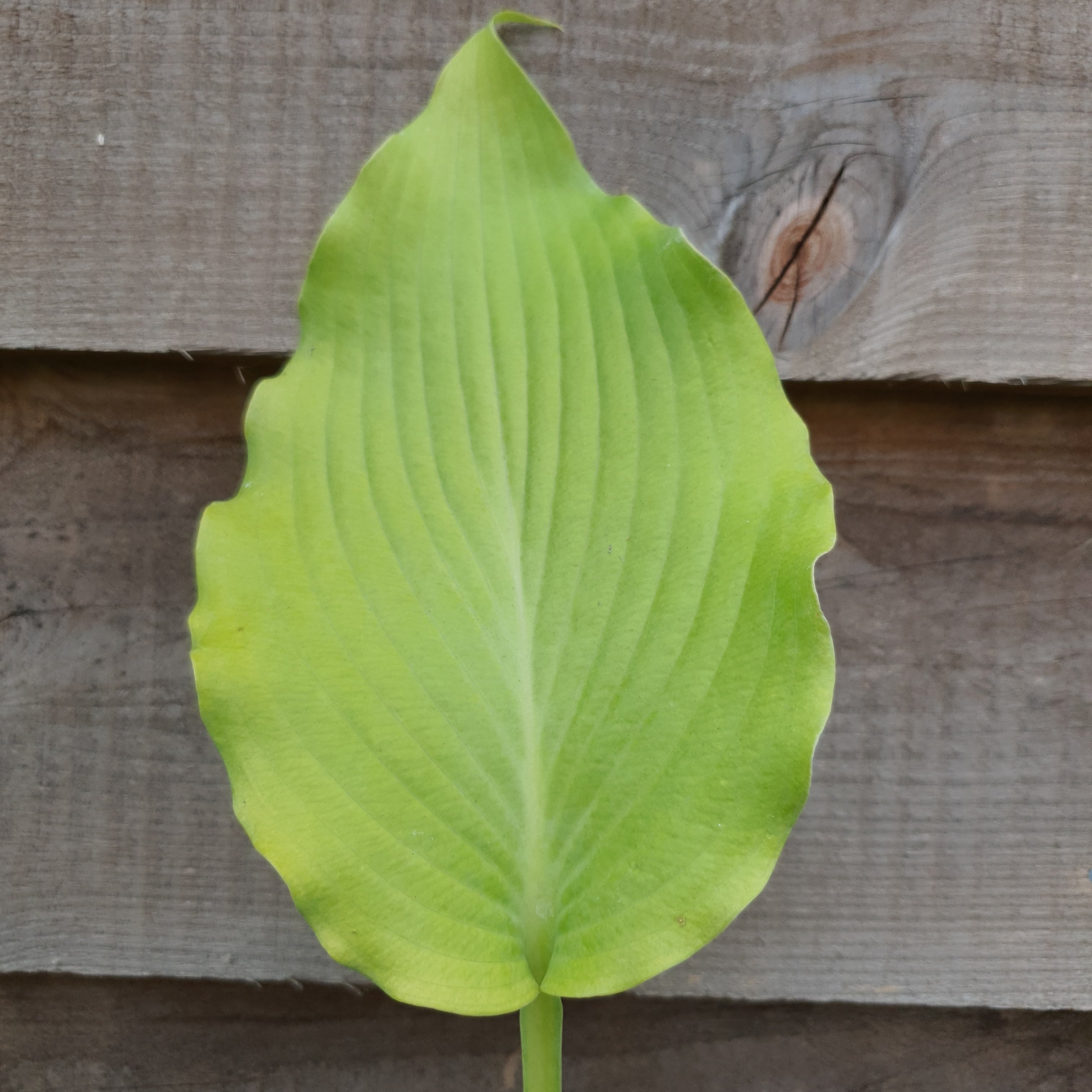 Hosta 'Flemish Gold' - New Forest Hostas & Hemerocallis