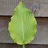 Hosta 'Flemish Gold' - New Forest Hostas & Hemerocallis