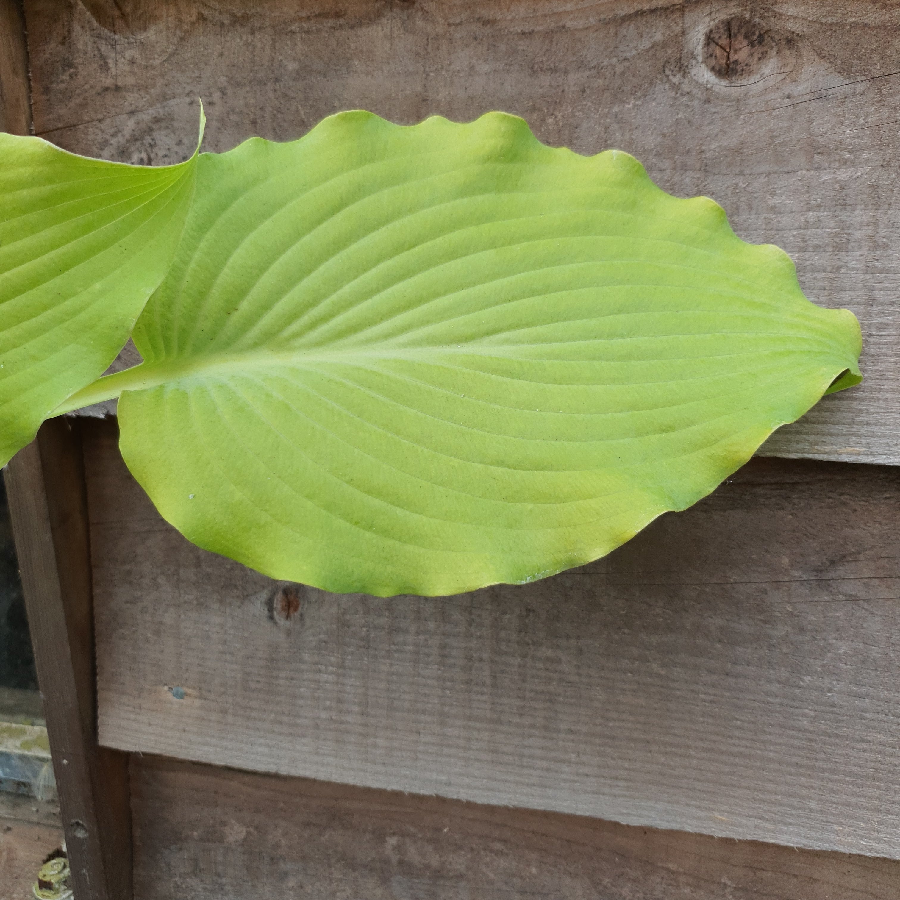 Hosta 'Flemish Gold' - New Forest Hostas & Hemerocallis