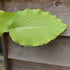 Hosta 'Flemish Gold' - New Forest Hostas & Hemerocallis