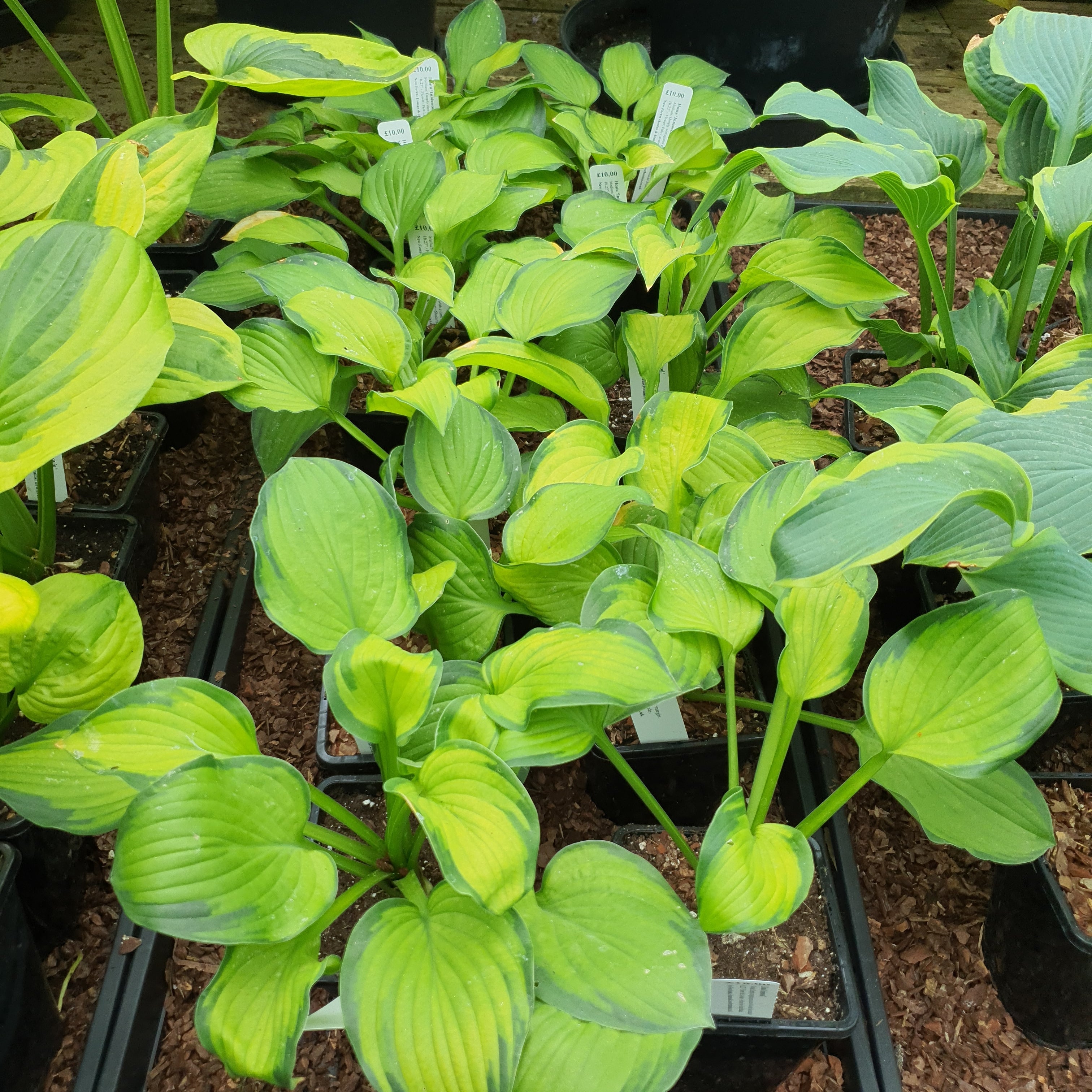 Hosta 'Inniswood' - New Forest Hostas & Hemerocallis