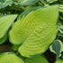 Hosta 'Inniswood' - New Forest Hostas & Hemerocallis