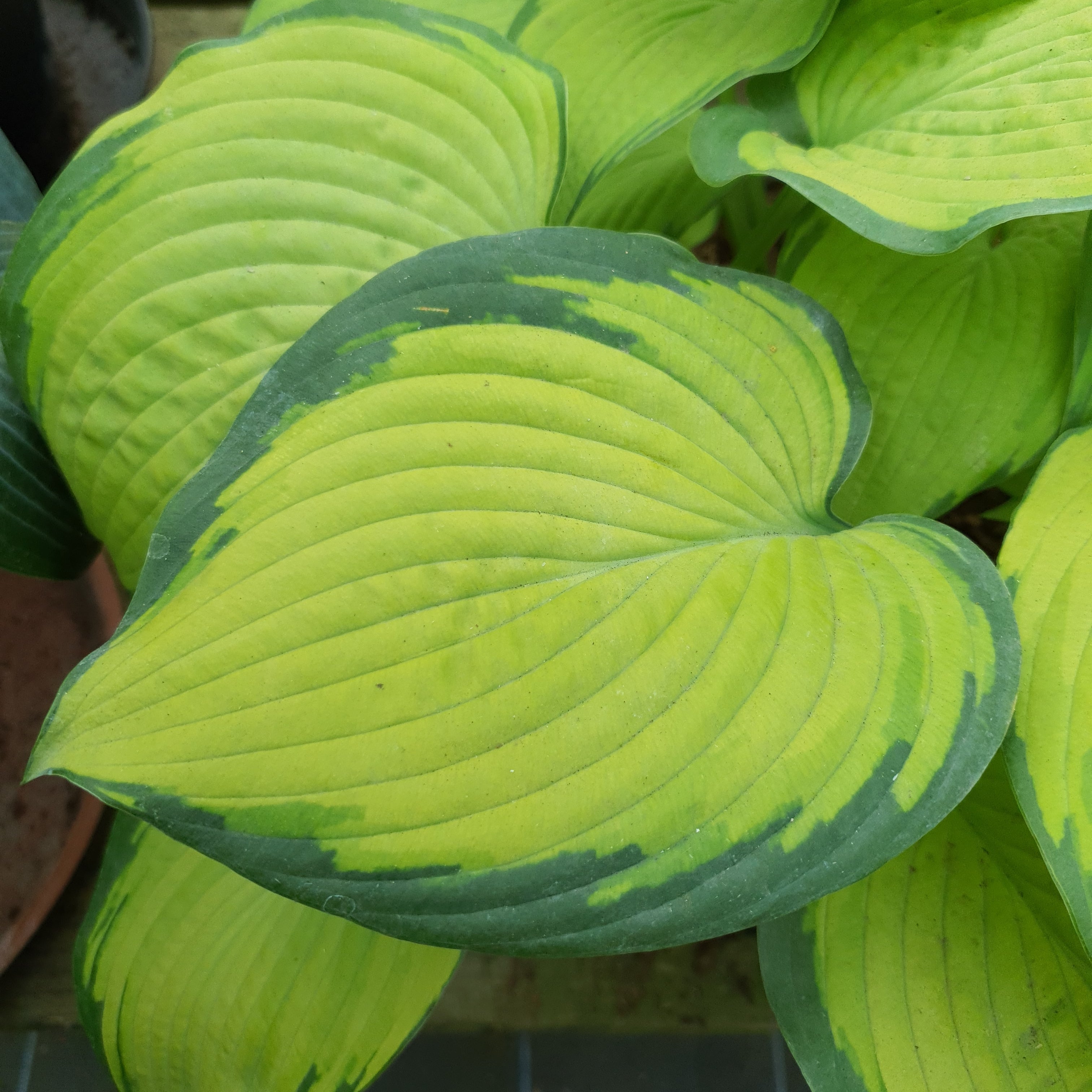 Hosta 'Inniswood' - New Forest Hostas & Hemerocallis