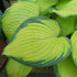 Hosta 'Inniswood' - New Forest Hostas & Hemerocallis
