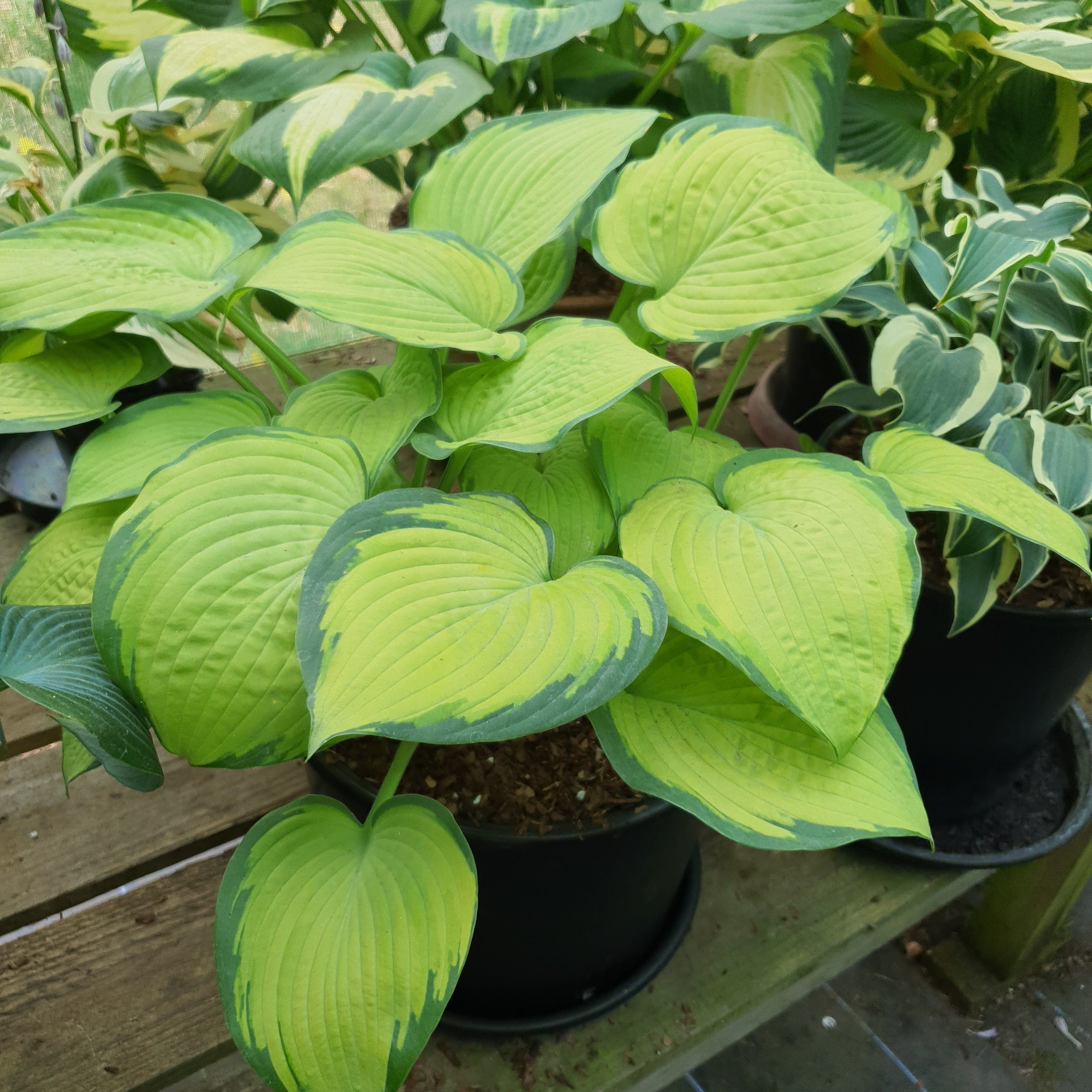 Hosta 'Inniswood' - New Forest Hostas & Hemerocallis