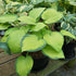Hosta 'Inniswood' - New Forest Hostas & Hemerocallis