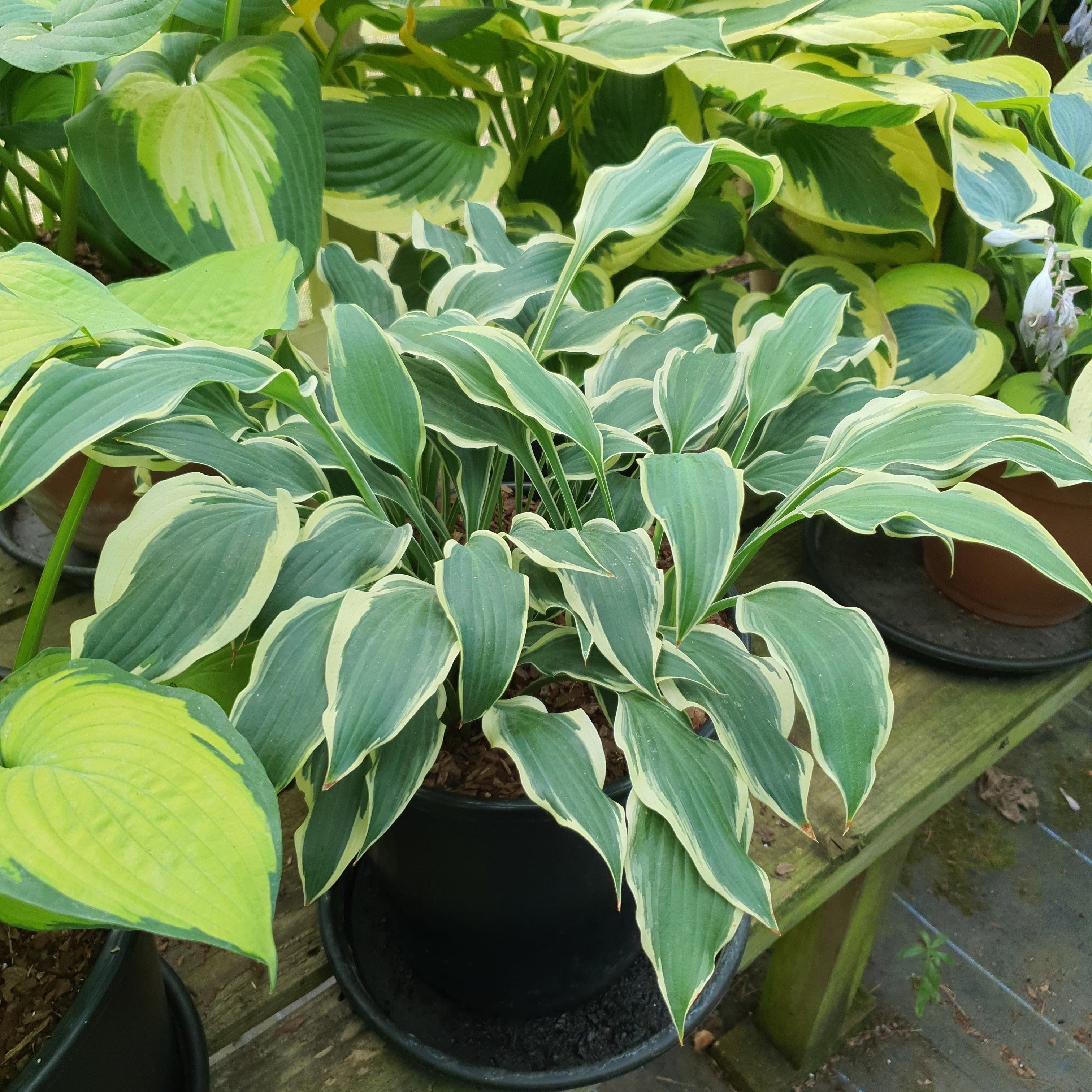 Hosta 'Francheska' - New Forest Hostas & Hemerocallis