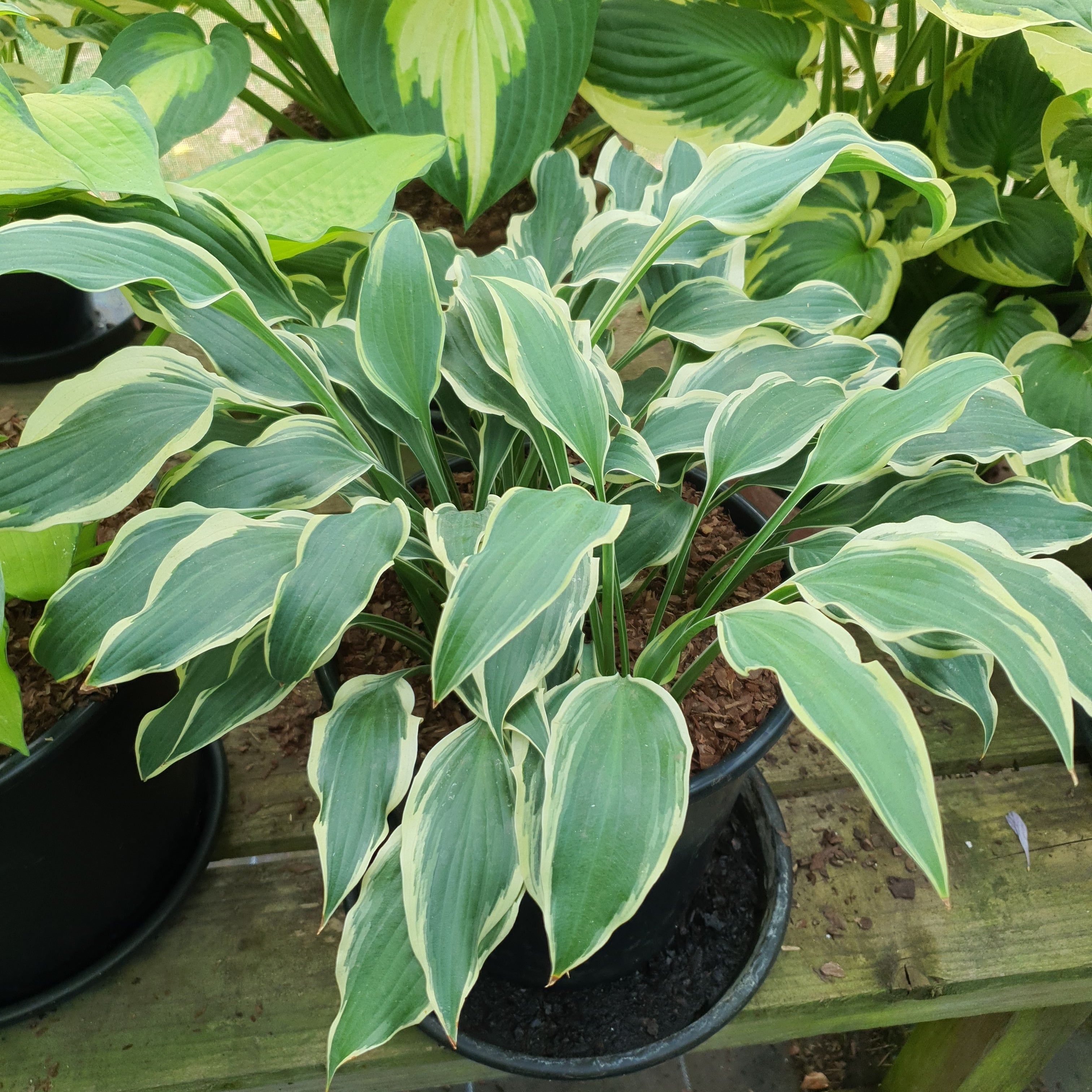 Hosta 'Francheska' - New Forest Hostas & Hemerocallis