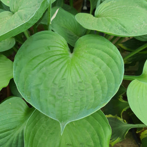 Hosta 'Pete's Dark Satellite' - New Forest Hostas & Hemerocallis