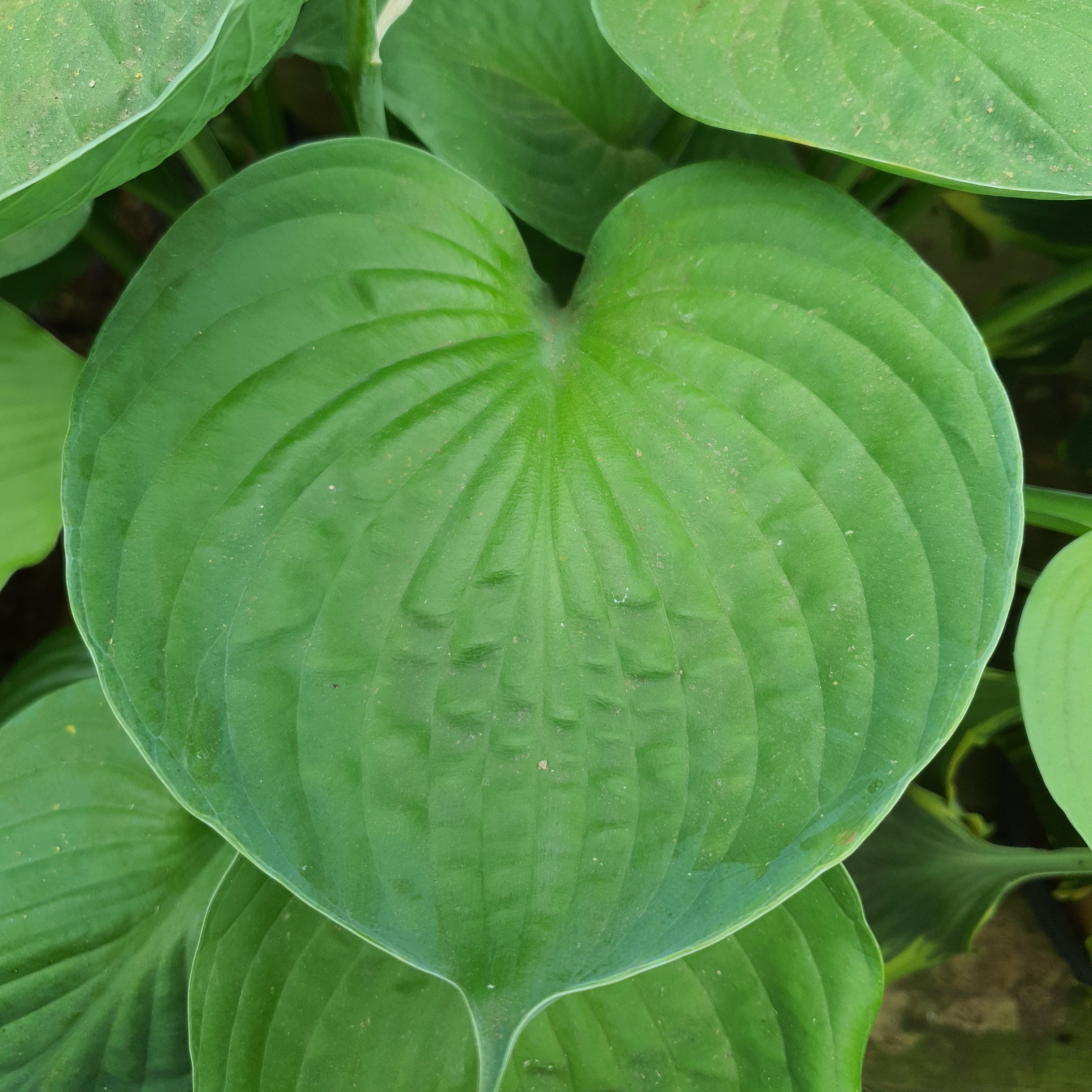 Hosta 'Pete's Dark Satellite' - New Forest Hostas & Hemerocallis