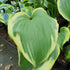 Hosta 'Final Victory' - New Forest Hostas & Hemerocallis