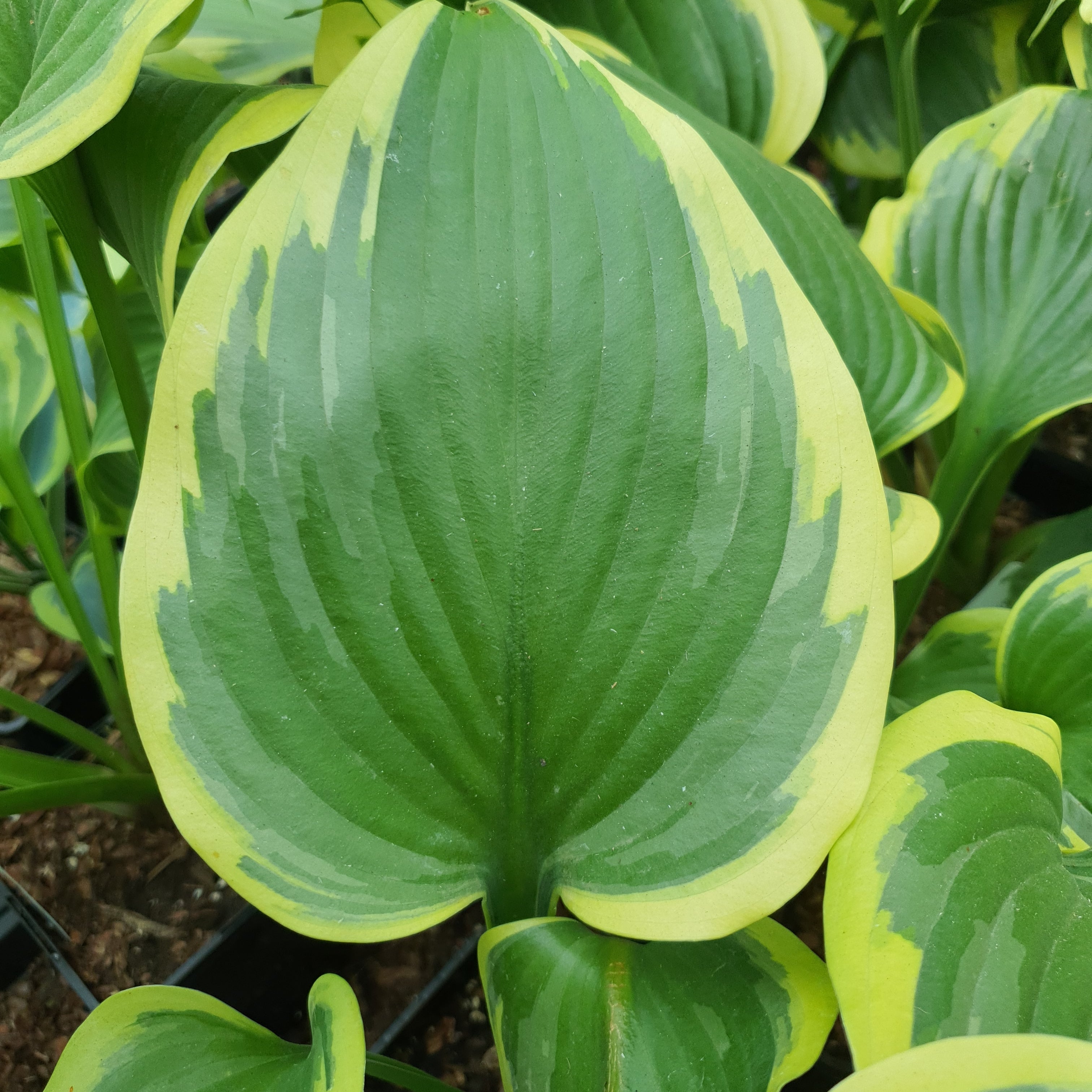 Hosta 'Final Victory' - New Forest Hostas & Hemerocallis