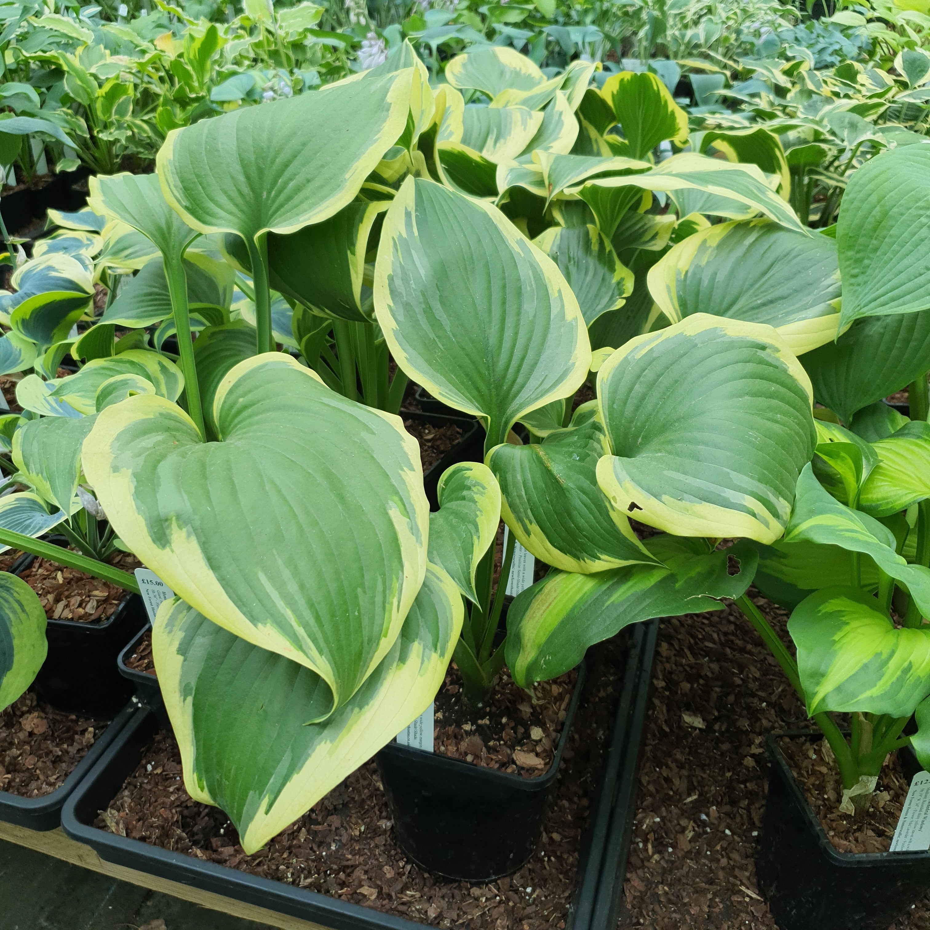 Hosta 'Final Victory' - New Forest Hostas & Hemerocallis