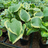 Hosta 'Final Victory'- Larger Specimen - New Forest Hostas & Hemerocallis