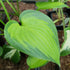 Hosta 'Midwest Magic' - New Forest Hostas & Hemerocallis