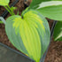 Hosta 'Midwest Magic' - New Forest Hostas & Hemerocallis
