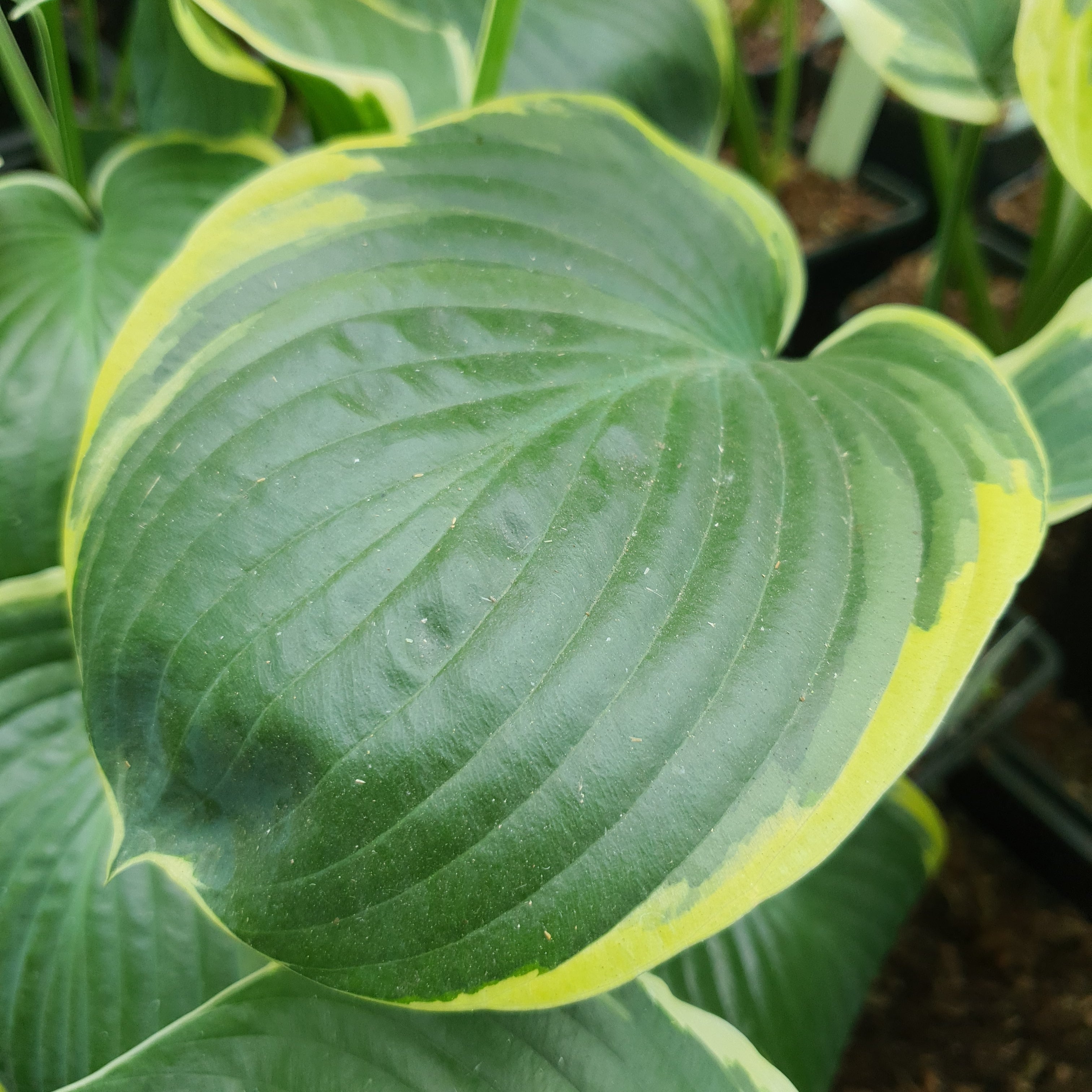 Hosta 'Parasol' - New Forest Hostas & Hemerocallis