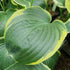 Hosta 'Parasol' - New Forest Hostas & Hemerocallis