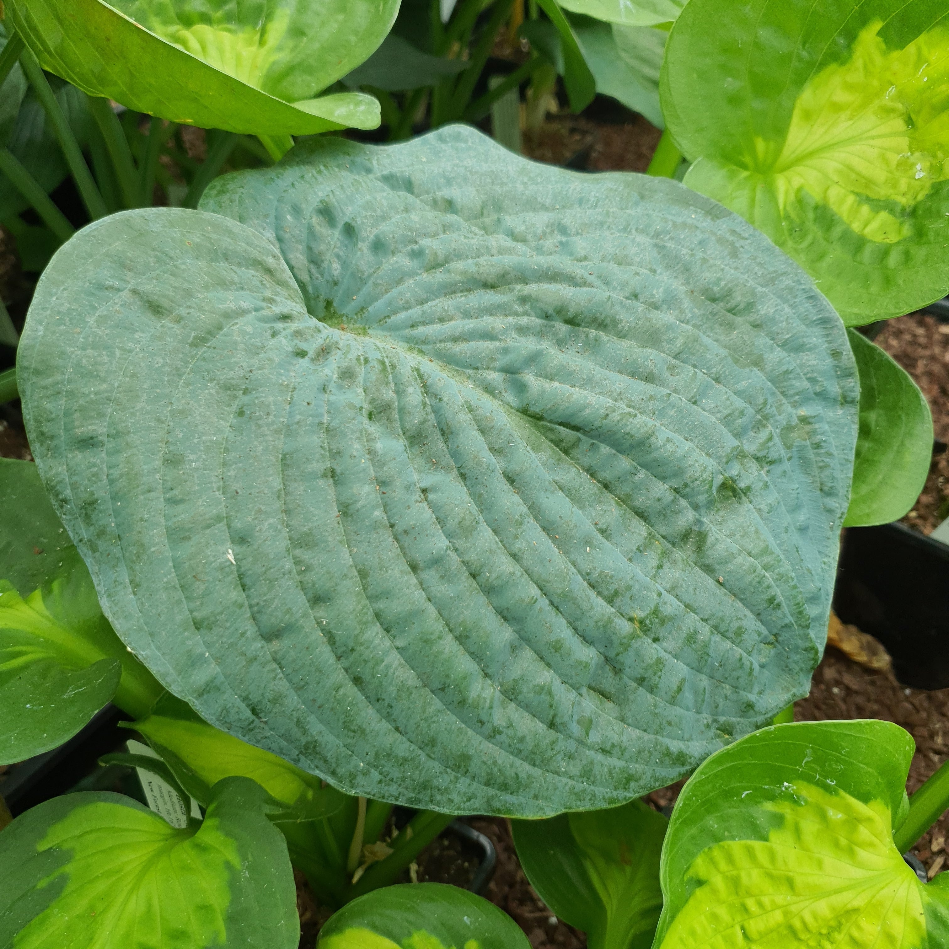 Hosta sieboldiana 'Elegans' - Larger Specimen - New Forest Hostas & Hemerocallis