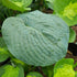 Hosta sieboldiana 'Elegans' - Larger Specimen - New Forest Hostas & Hemerocallis