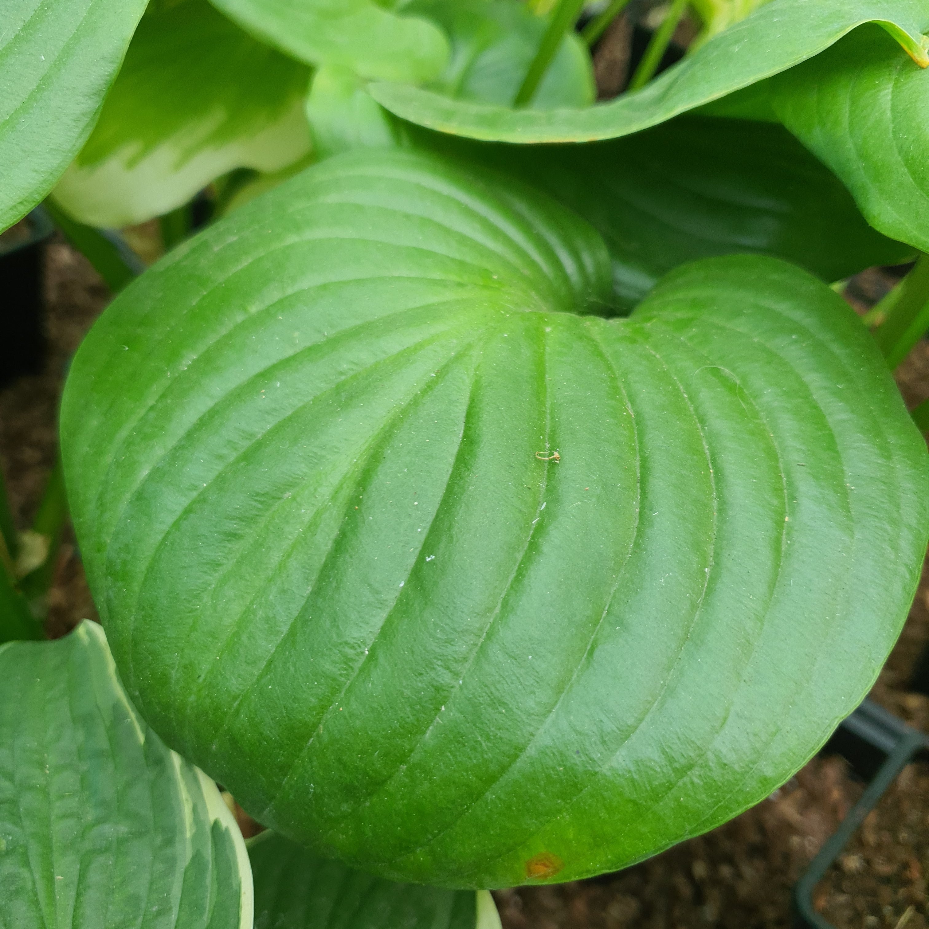 Hosta 'Mojito' - New Forest Hostas & Hemerocallis