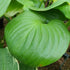 Hosta 'Mojito' - New Forest Hostas & Hemerocallis