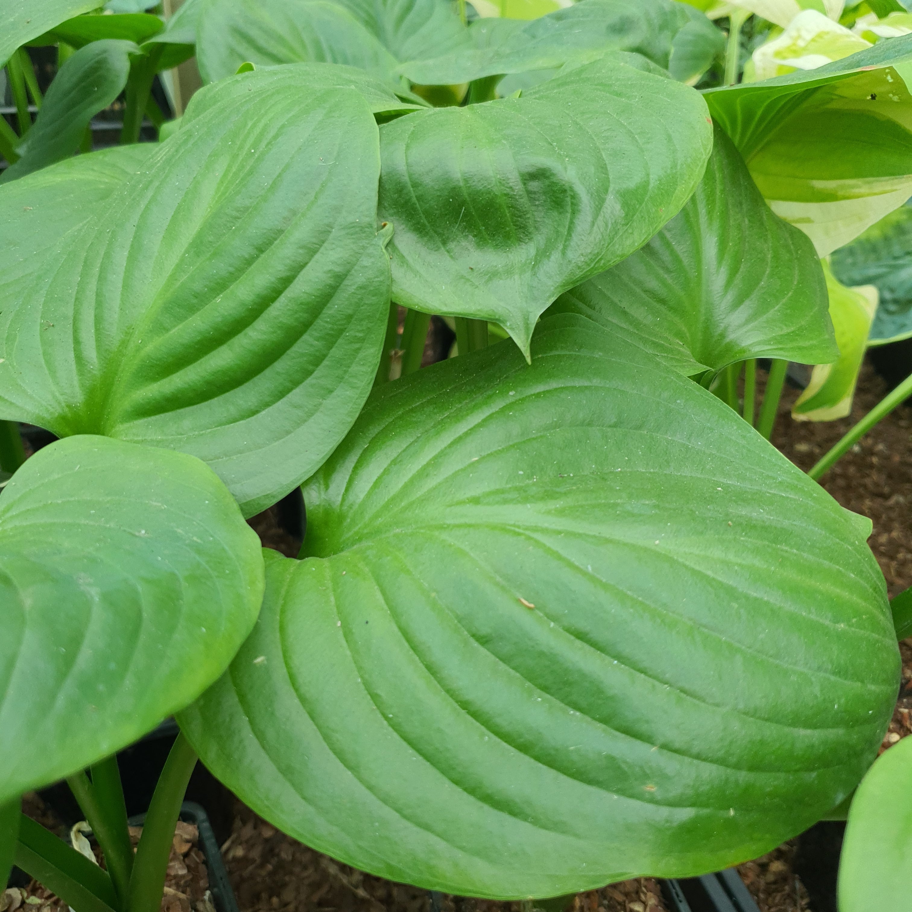 Hosta 'Mojito' - New Forest Hostas & Hemerocallis