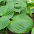 Hosta 'Mojito' - New Forest Hostas & Hemerocallis