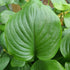 Hosta 'Mojito' - New Forest Hostas & Hemerocallis