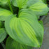 Hosta 'Avocado' - New Forest Hostas & Hemerocallis