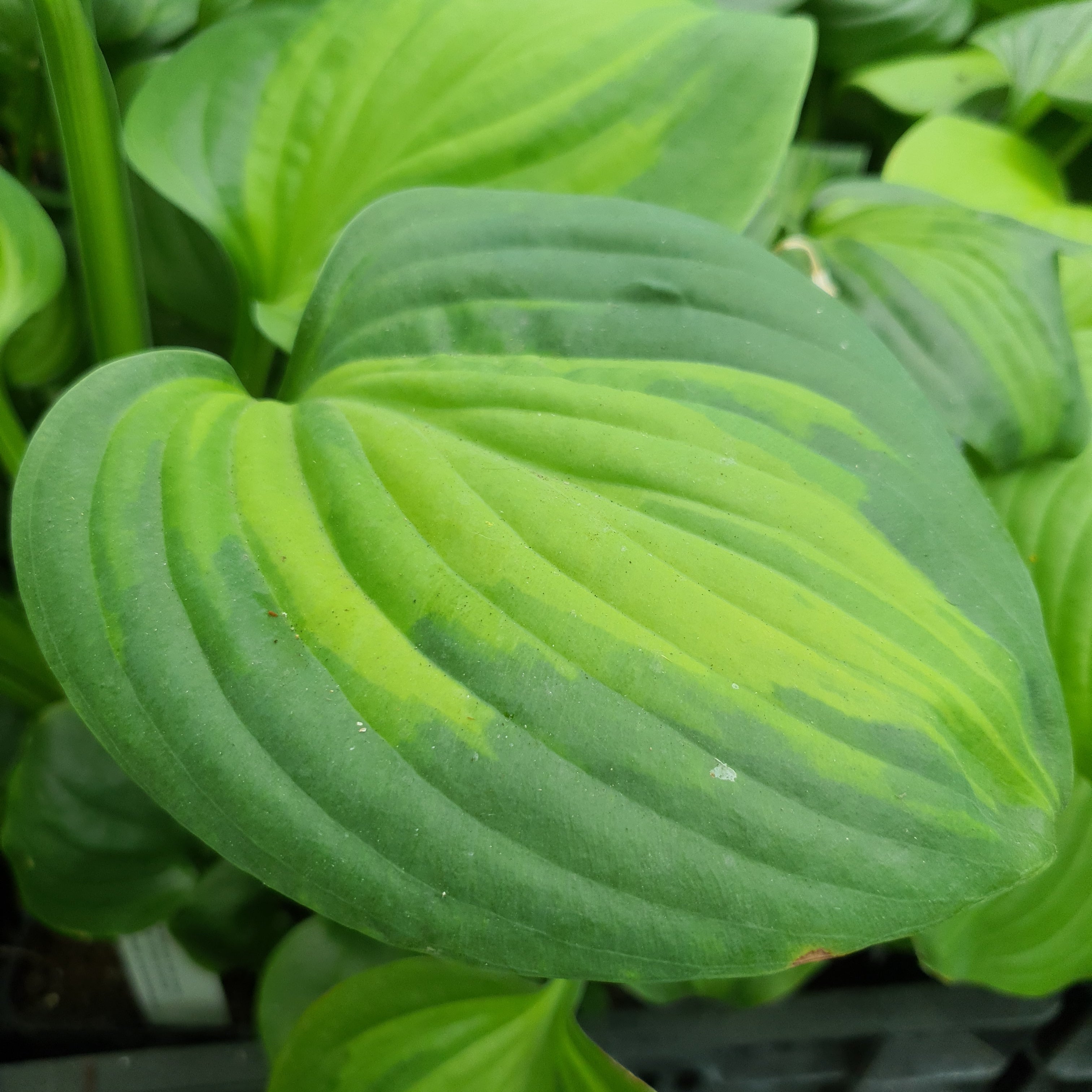 Hosta 'Avocado' - New Forest Hostas & Hemerocallis