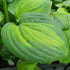 Hosta 'Avocado' - New Forest Hostas & Hemerocallis