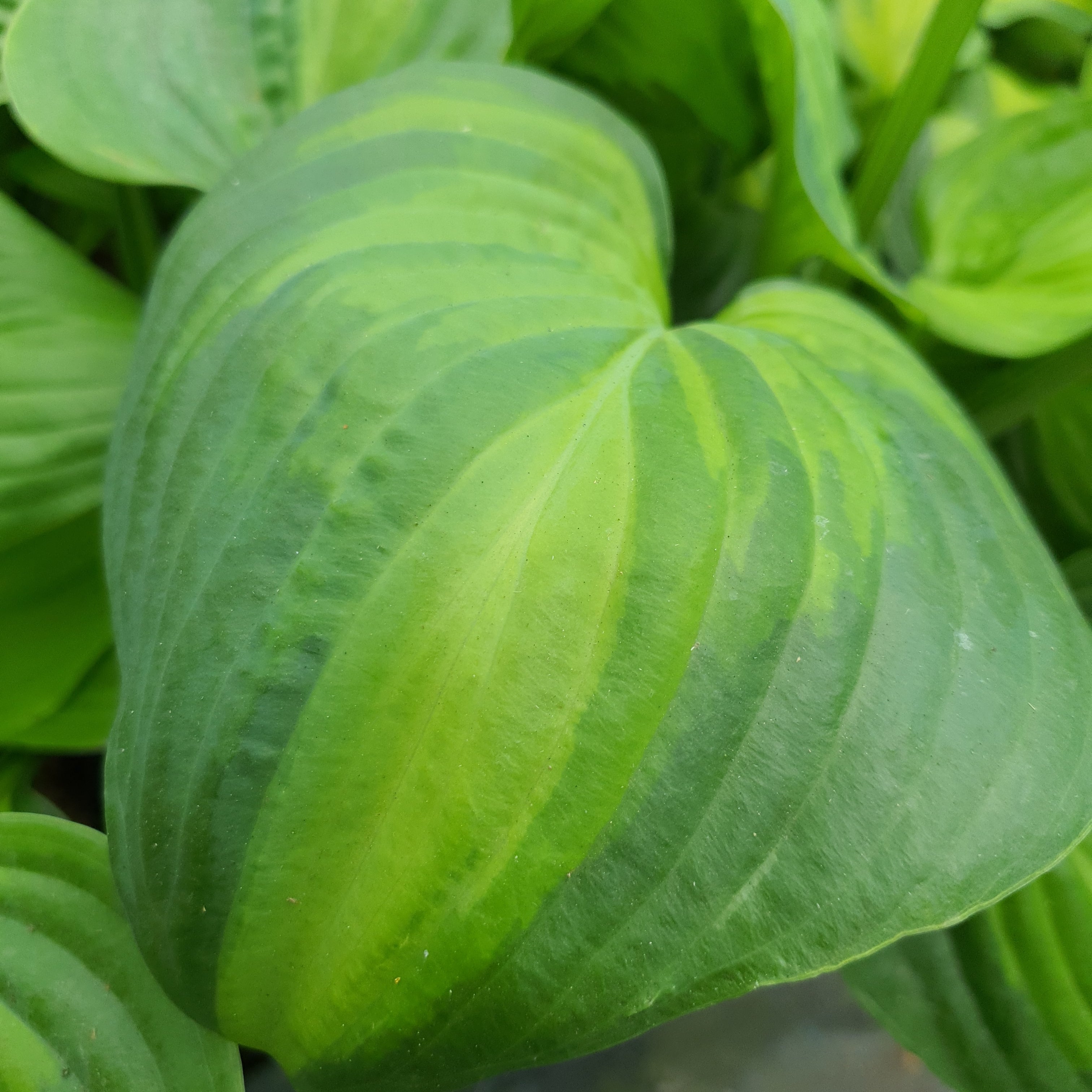 Hosta 'Avocado' - New Forest Hostas & Hemerocallis