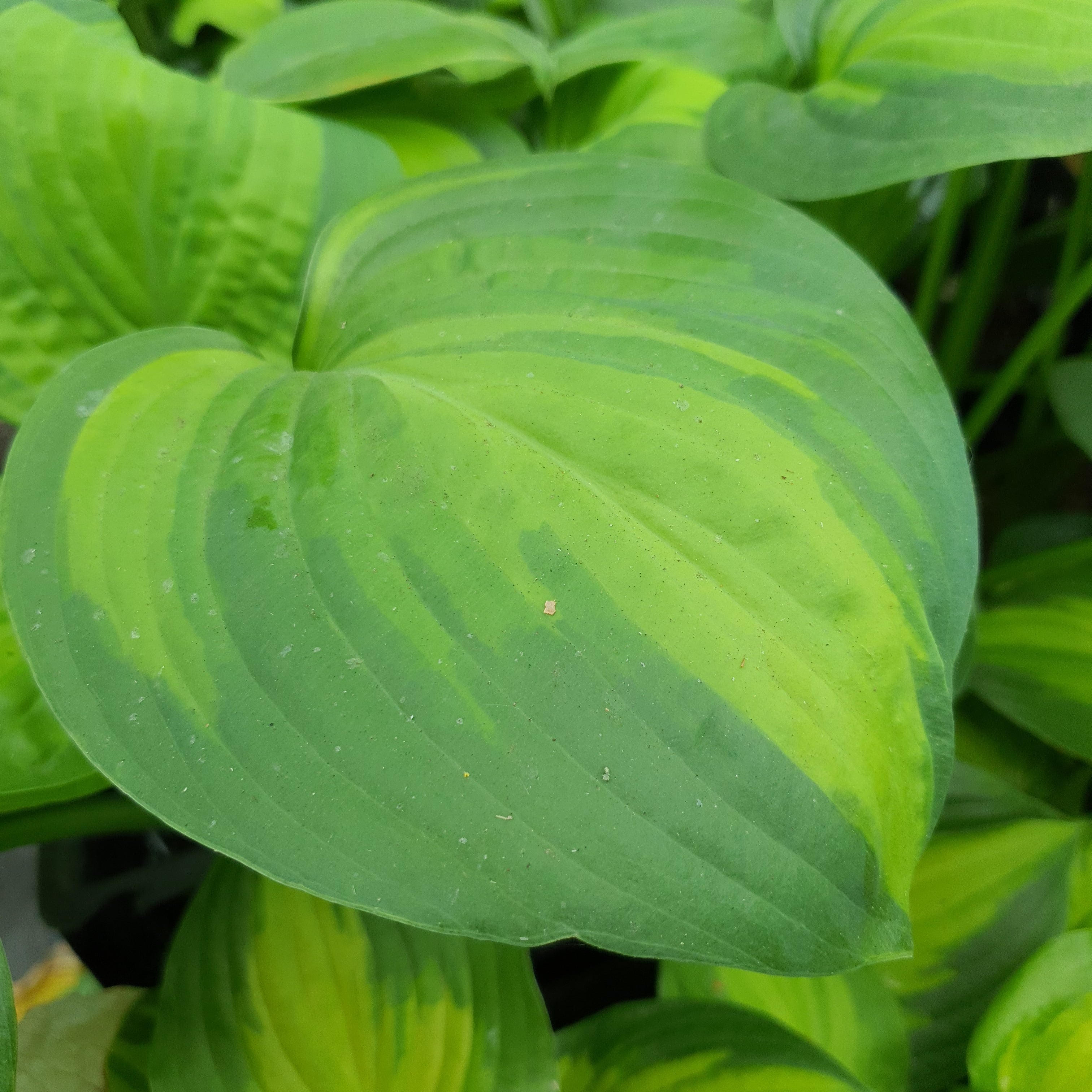 Hosta 'Avocado' - New Forest Hostas & Hemerocallis
