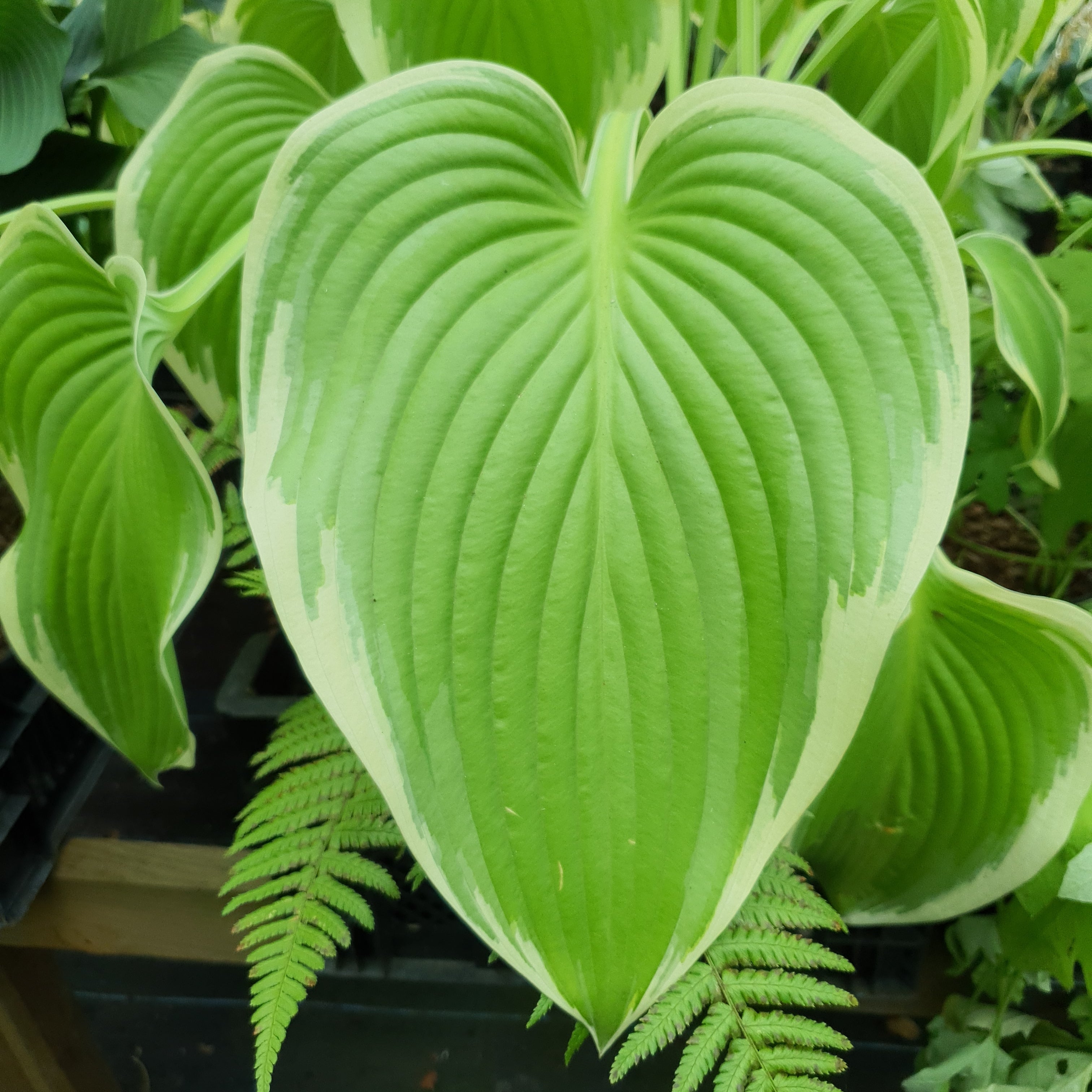Hosta 'Victory'- Larger Specimen - New Forest Hostas & Hemerocallis