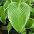 Hosta 'Victory'- Larger Specimen - New Forest Hostas & Hemerocallis