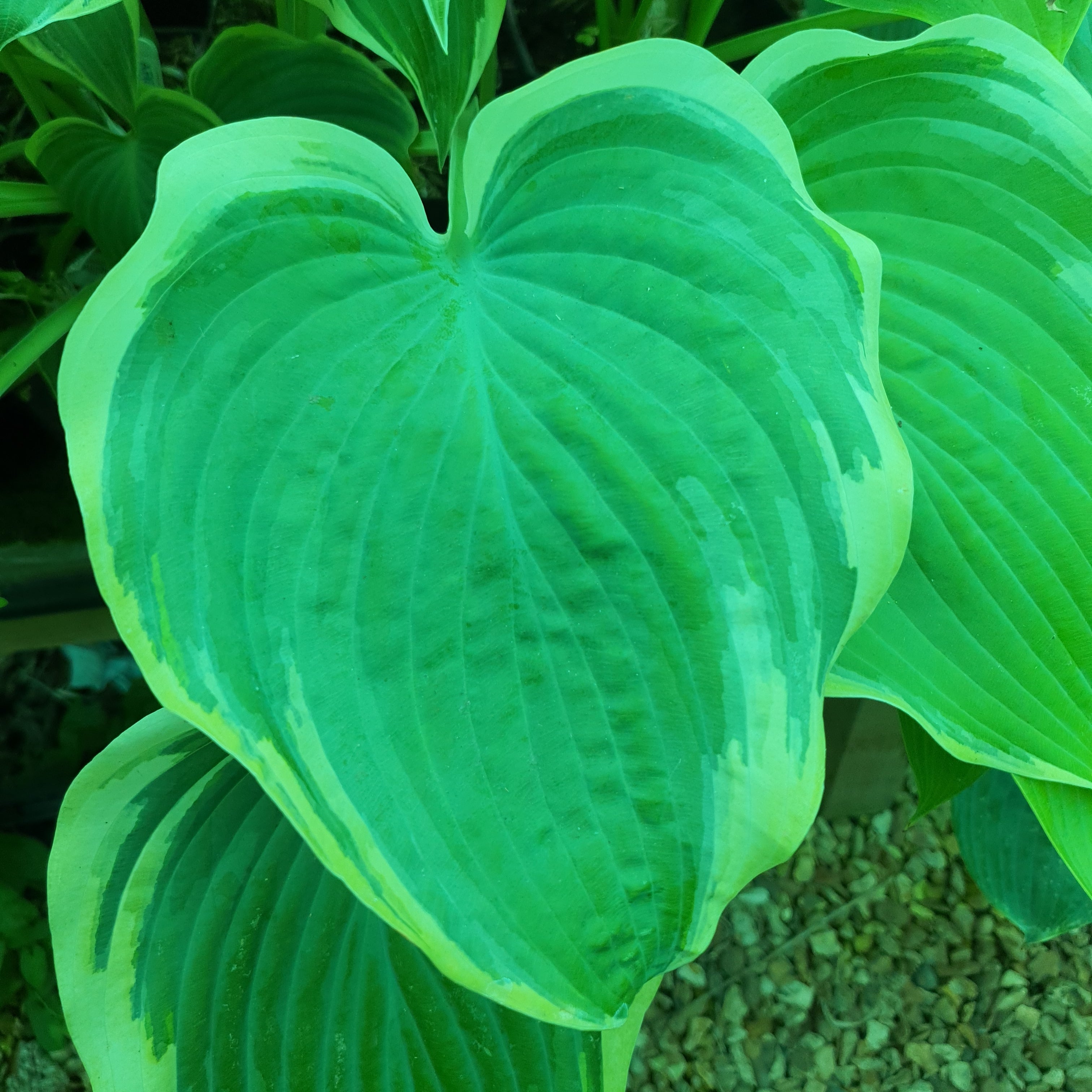 Hosta 'Arc de Triomphe' - New Forest Hostas & Hemerocallis