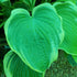 Hosta 'Arc de Triomphe' - New Forest Hostas & Hemerocallis