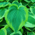 Hosta 'Broad Band' - New Forest Hostas & Hemerocallis