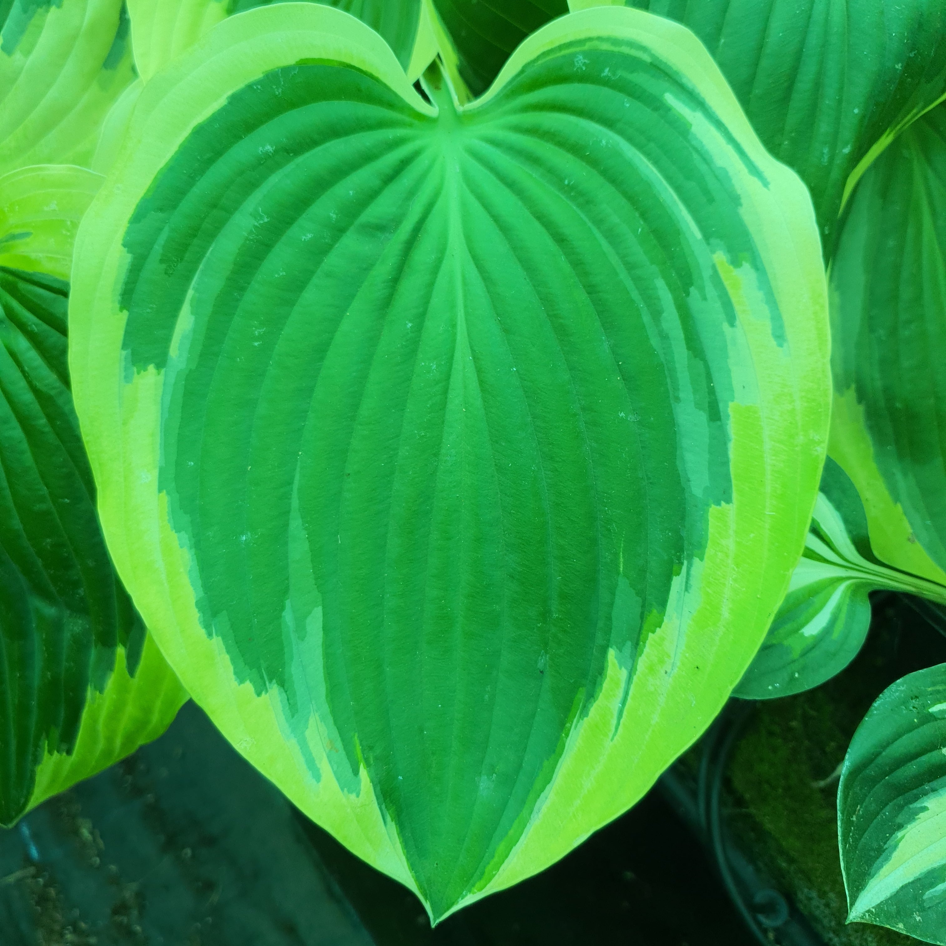 Hosta 'Broad Band' - New Forest Hostas & Hemerocallis