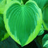 Hosta 'Broad Band' - New Forest Hostas & Hemerocallis