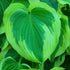 Hosta 'Broad Band' - New Forest Hostas & Hemerocallis