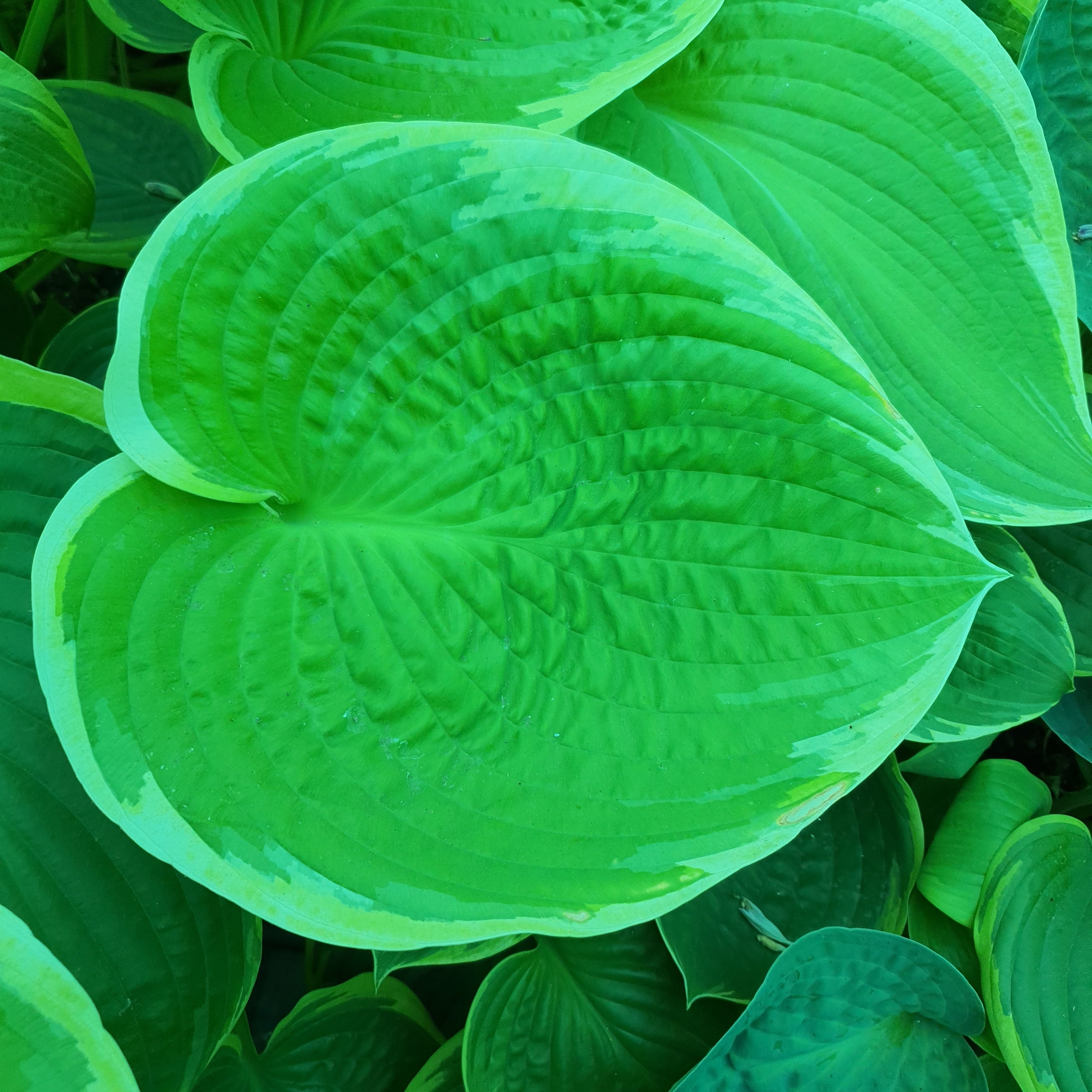 Hosta 'His Honour' - New Forest Hostas & Hemerocallis