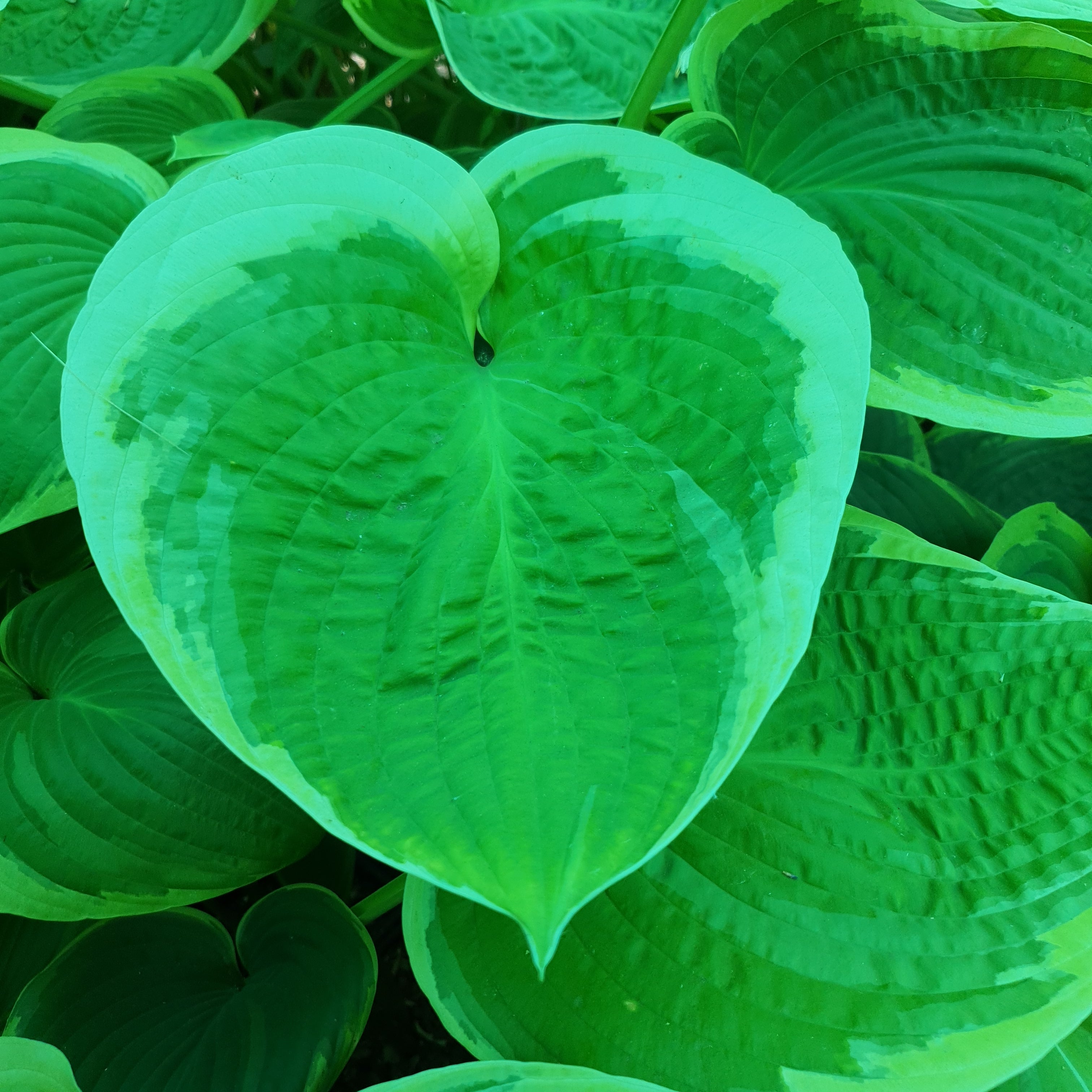 Hosta 'His Honour' - New Forest Hostas & Hemerocallis