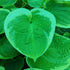 Hosta 'His Honour' - New Forest Hostas & Hemerocallis