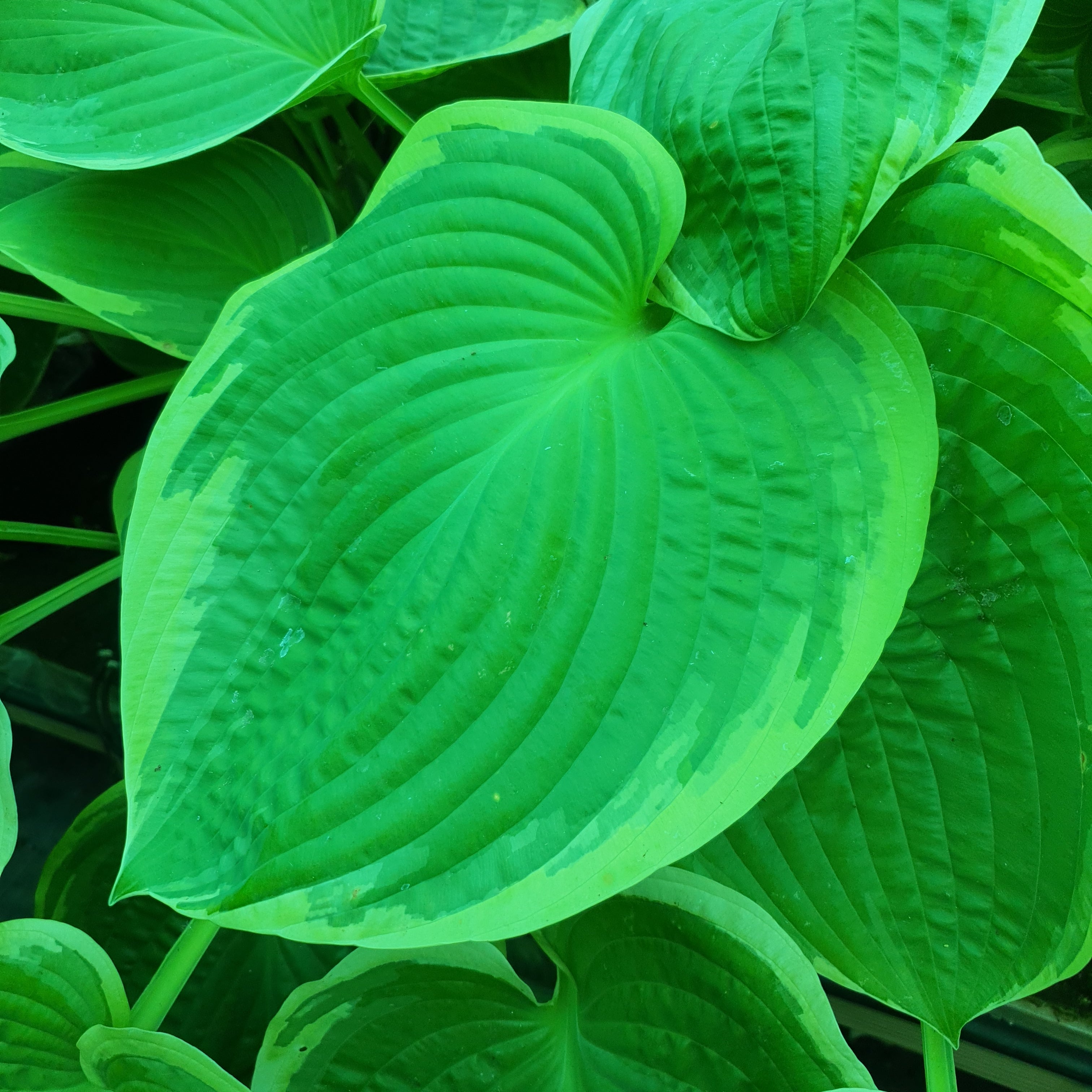 Hosta 'His Honour' - New Forest Hostas & Hemerocallis