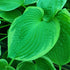 Hosta 'His Honour' - New Forest Hostas & Hemerocallis