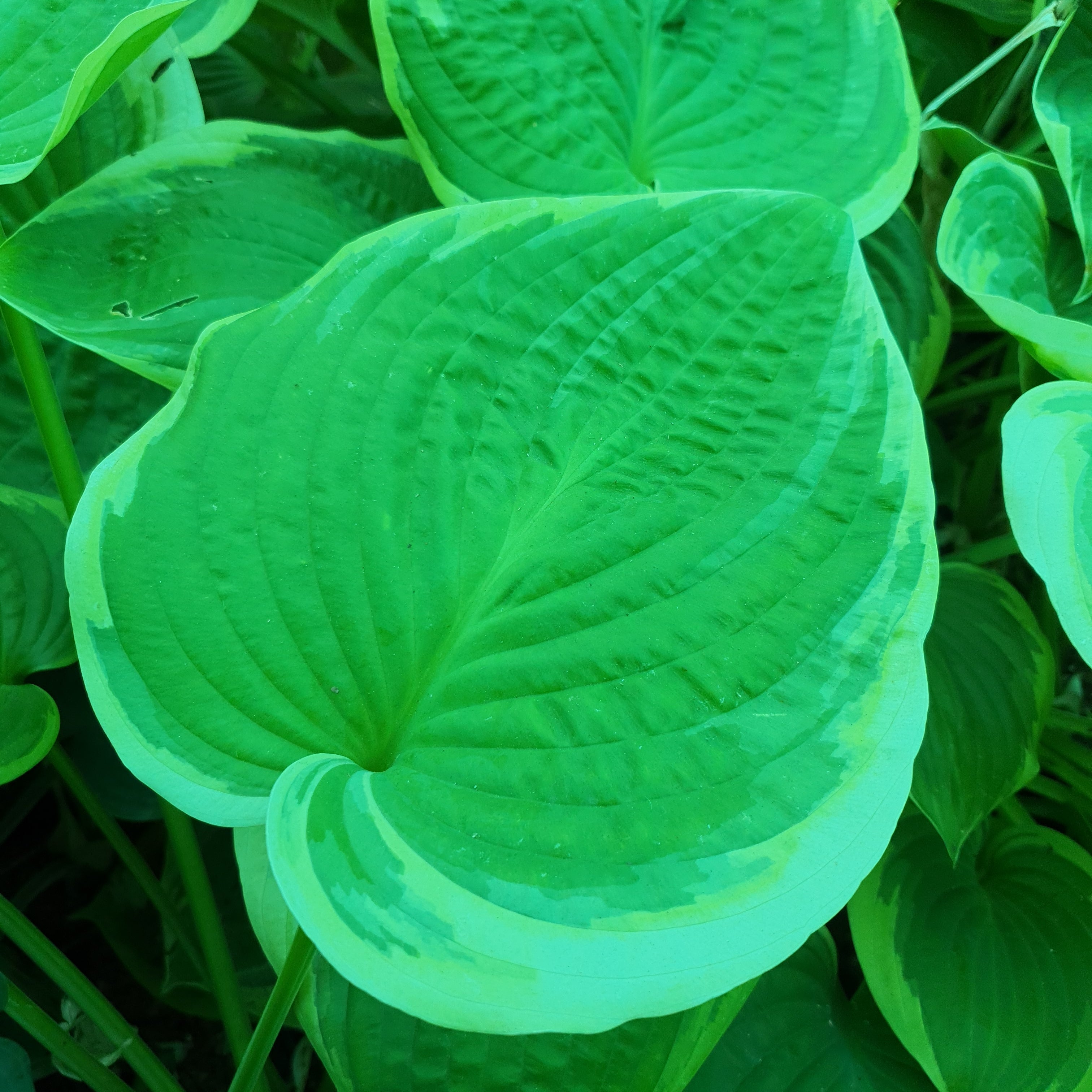 Hosta 'His Honour' - New Forest Hostas & Hemerocallis