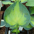 Hosta 'Bright Lights' - New Forest Hostas & Hemerocallis